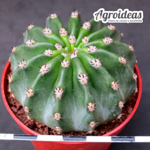 Echinopsis X Trichocereus híbrido "Ex. Agroideas" - Imagen 2