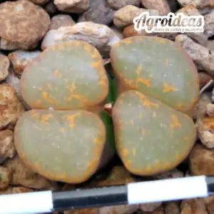 Conophytum pellucidum "Carolus Berg"