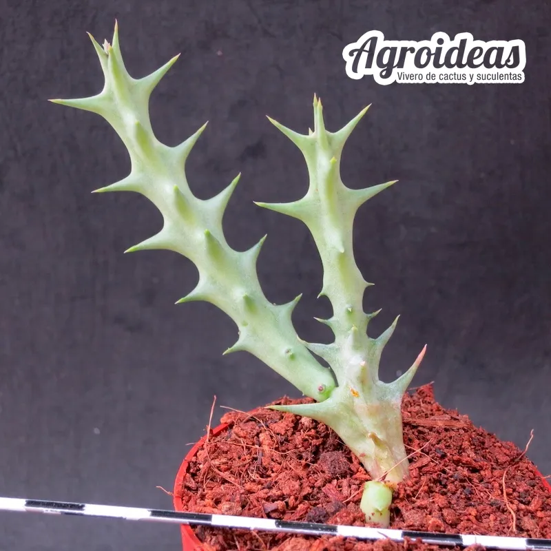 Orbea maculata ssp. maculata - Imagen 2