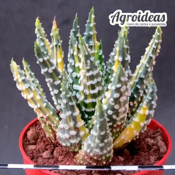 Haworthia pumila "Donuts" Variegata - Imagen 2