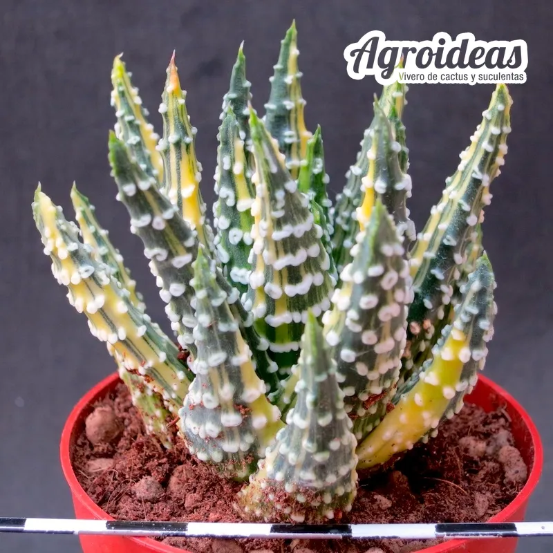 Haworthia pumila "Donuts" Variegata - Imagen 2