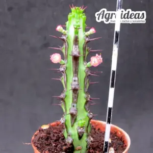Euphorbia sp. nova, Somalia