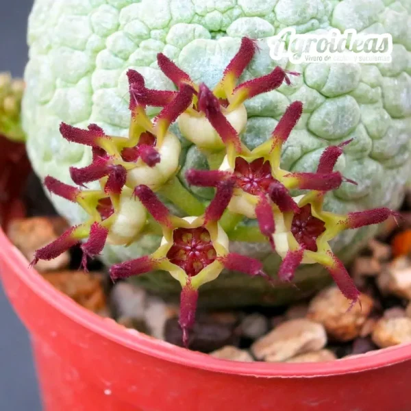 Pseudolithos migiurtinus