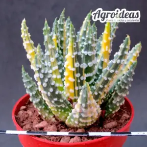 Haworthia pumila "Donuts" Variegata