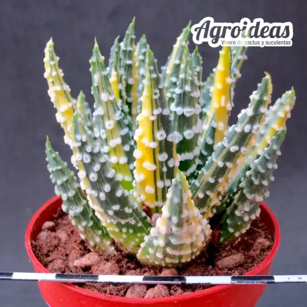 Haworthia pumila "Donuts" Variegata