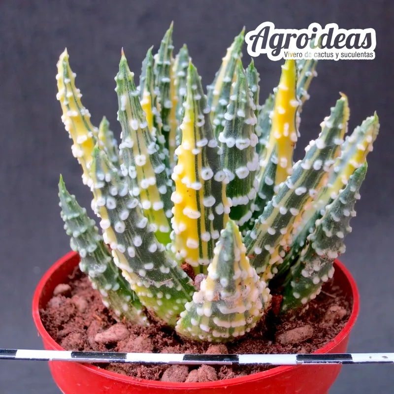 Haworthia pumila "Donuts" Variegata