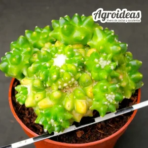 Mammillaria toluca "variegata"