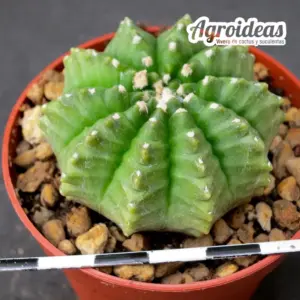 Gymnocalycium "Thornless"