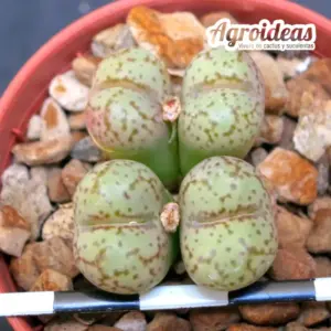 Conophytum uviforme "Vanthynsdorp"