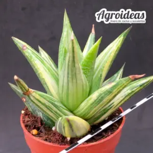 Haworthia glabrata «Variegata»