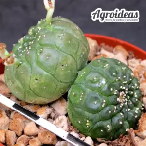 Euphorbia gymnocalycioides "bicéfala selección"