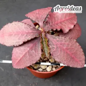 Euphorbia X francoisii