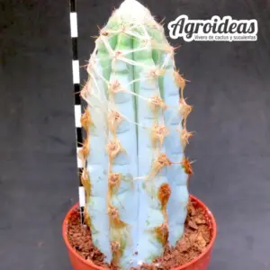 Pilosocereus glaucescens