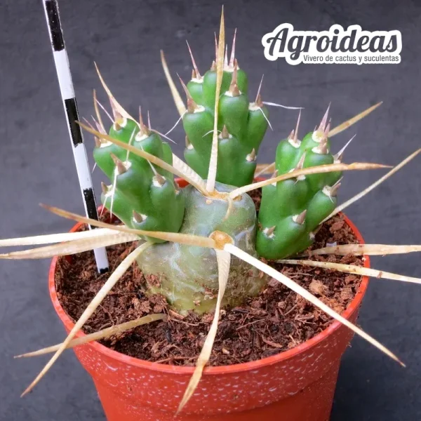 Tephrocactus platyacanthus - Imagen 2