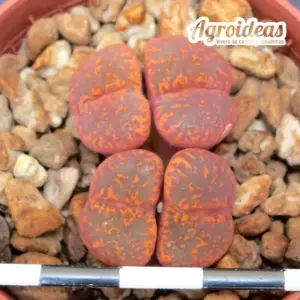 Conophytum pellucidum, Tweefontein ARM1194