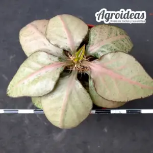 Euphorbia X francoisii crassicaulis var. rubrifolia