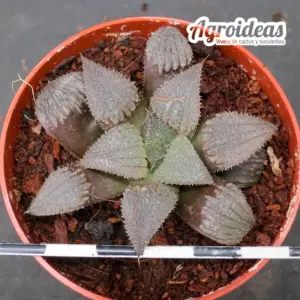 Haworthia bobii