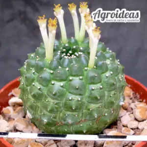 Euphorbia gymnocalycioides "Kikko"