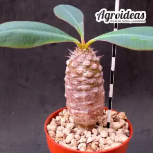 Euphorbia pachypodioides