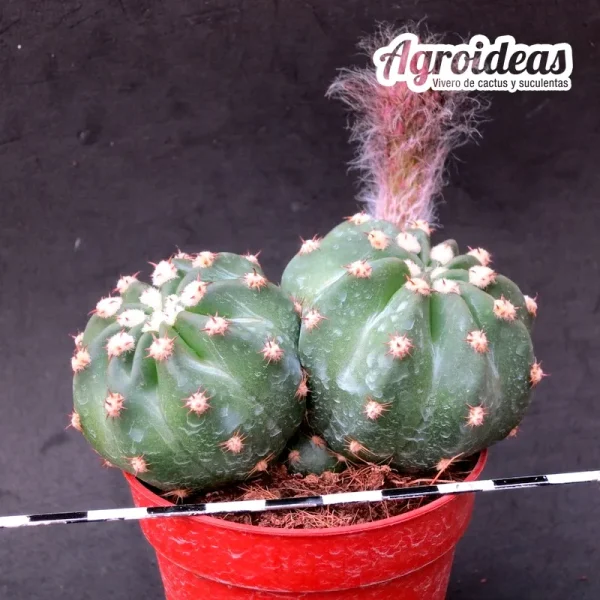 Lobiopsis cervantes "Selección"