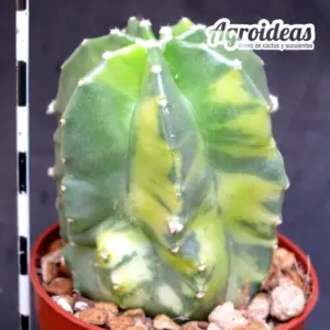 Echinocereus subinermis "variegata"