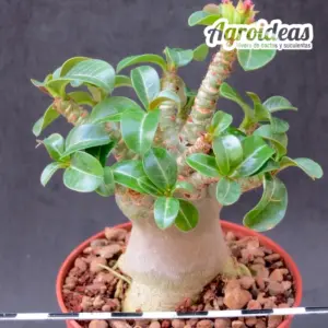 Adenium obesum "Compact Form"