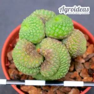 Rebutia krainziana f. nuda "Selección"