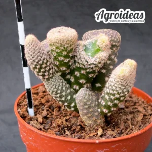 Puna clavarioides