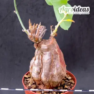 Cephalopentandra ecirrhosa