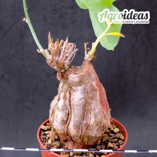 Cephalopentandra ecirrhosa