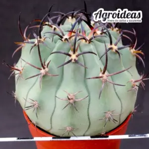 Eriosyce ceratistes