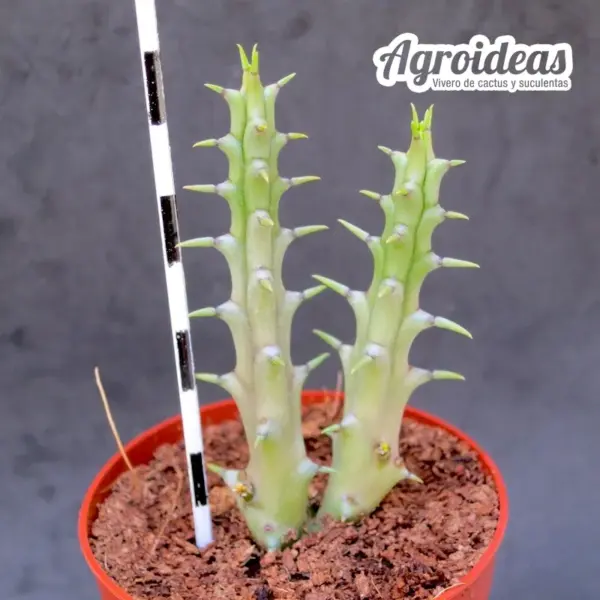 Tridentea gemmiflora - Imagen 2