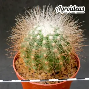 Copiapoa krainziana var. scopulina "Ejemplar"