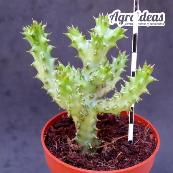 Edithcolea grandis - Imagen 2
