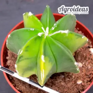 Astrophytum multicostatum "nudum variegata"
