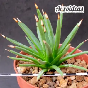 Agave albopilosa