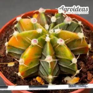 Gymnocalycium mihanowichii “Variegata”