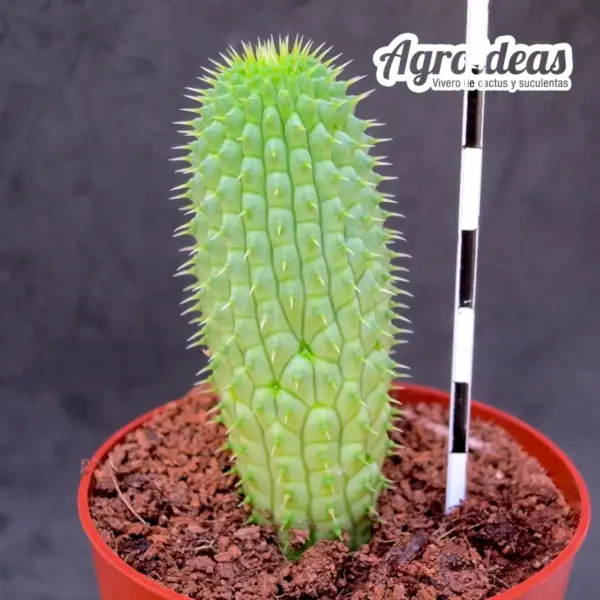 Trichocaulon piliferum ssp. annulata - Imagen 2