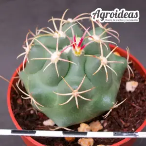 Thelocactus heterochromus, La cuba, Durango