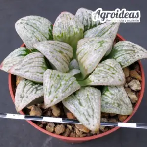 Haworthia picta "Selección"