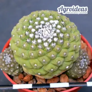 Copiapoa hypogaea