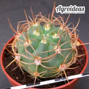Denmoza rhodacantha var. diamantina