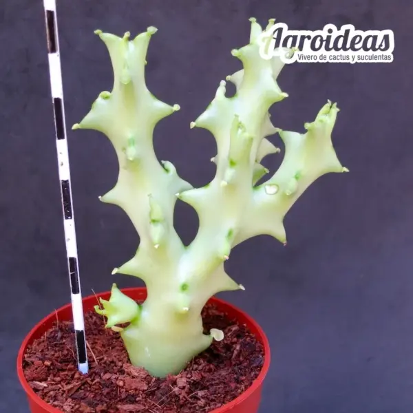 Caralluma socotrana - Imagen 2