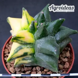Astrophytum "kikko" nudum "variegata"