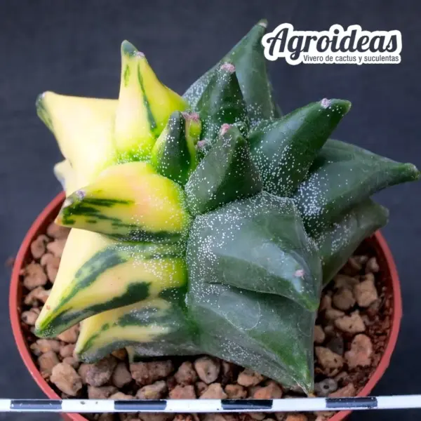 Astrophytum "kikko" nudum "variegata"