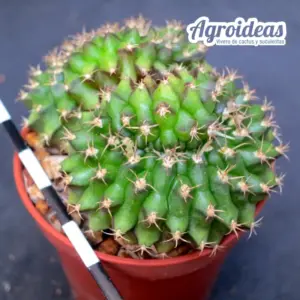 Gymnocalycium anisitsii "Cristata"