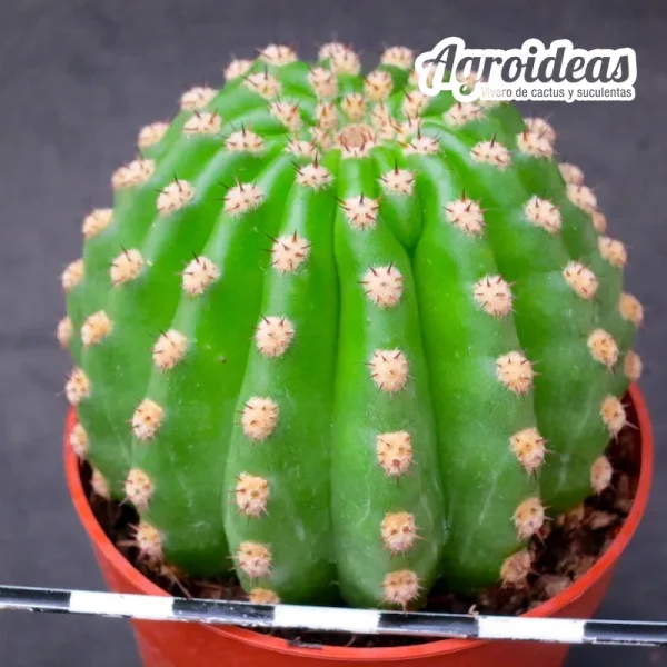 Echinopsis candicans var. brevispinus - Imagen 2