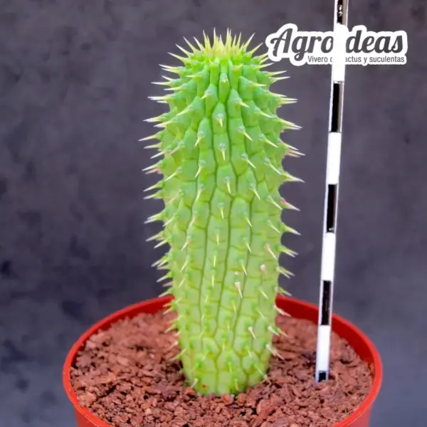 Hoodia pilifera ssp. annulata - Imagen 2