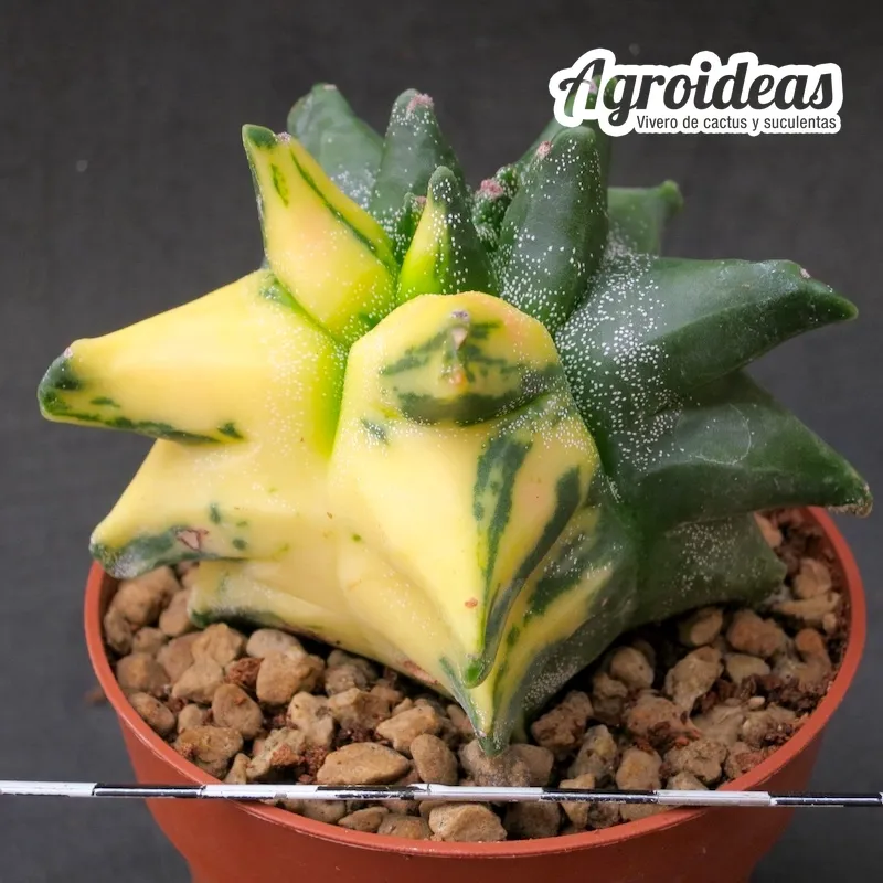 Astrophytum "kikko" nudum "variegata" - Imagen 2