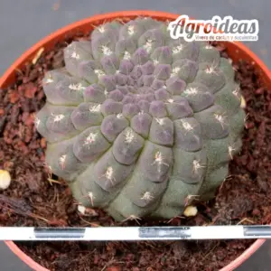 Copiapoa esmeraldana